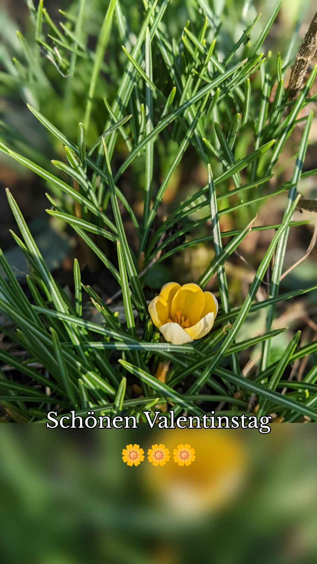 






Schönen Valentinstag🌼🌼🌼