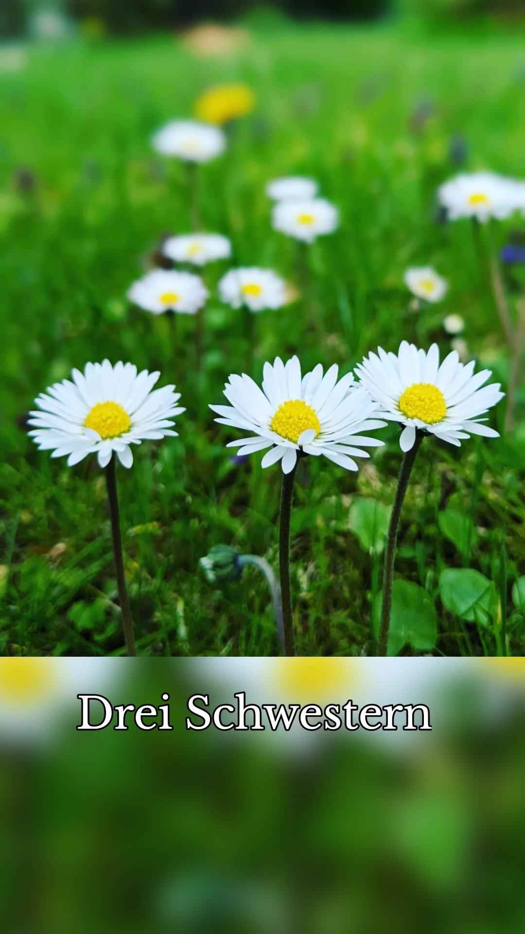 Drei Schwestern