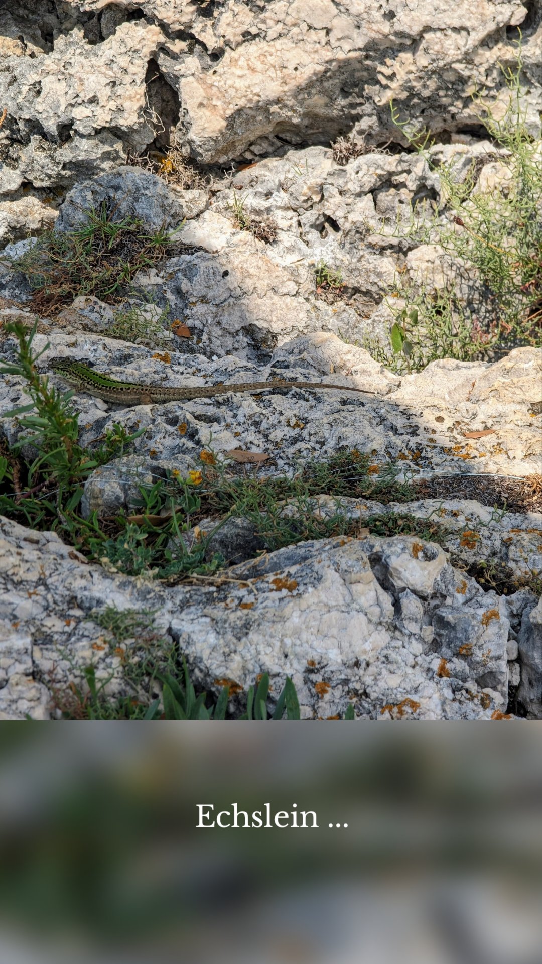 Echslein ...