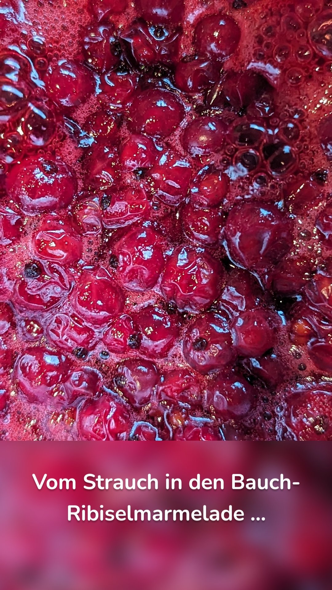 Vom Strauch in den Bauch- Ribiselmarmelade ...
