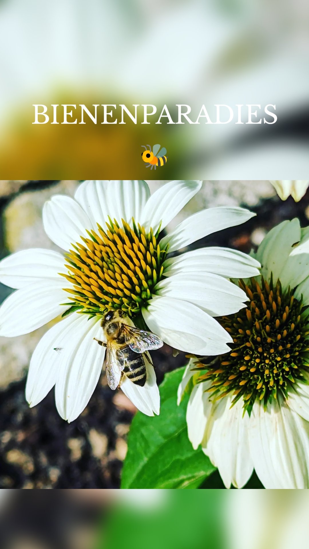 BIENENPARADIES🐝