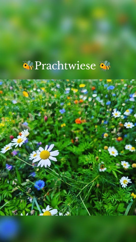 🐝Prachtwiese 🐝