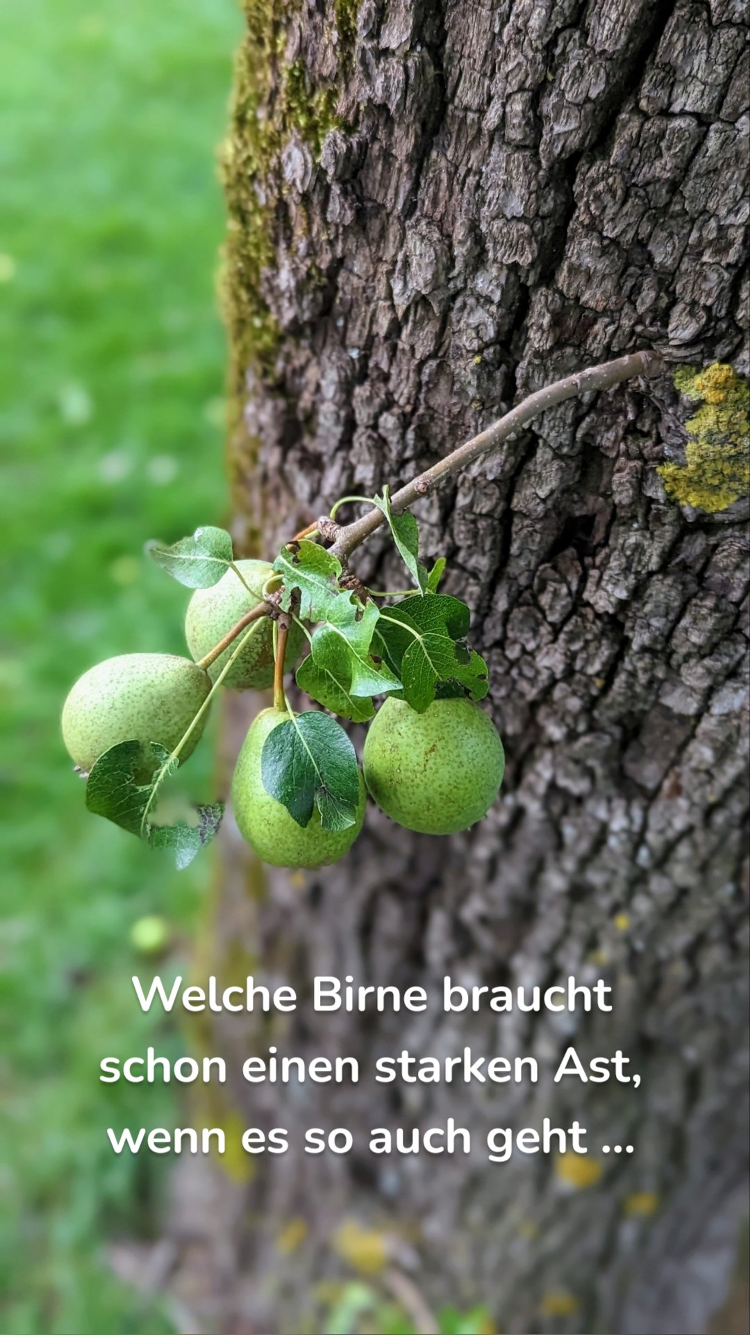 Welche Birne braucht schon einen starken Ast, wenn es so auch geht ...